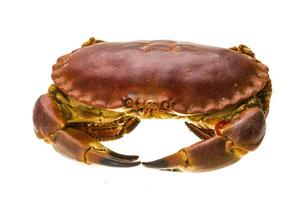 Raw crab on white photo