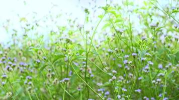 vacker bakgrund, lila blommor fladdrar i vinden i fältet i Sydostasien. känsliga små blommor på ängen i den mjuka solnedgången sunlight.beautiful naturkoncept video