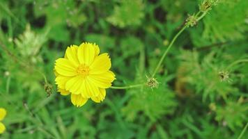 Beautiful yellow cosmos flowers in the garden moving in the natural wind video