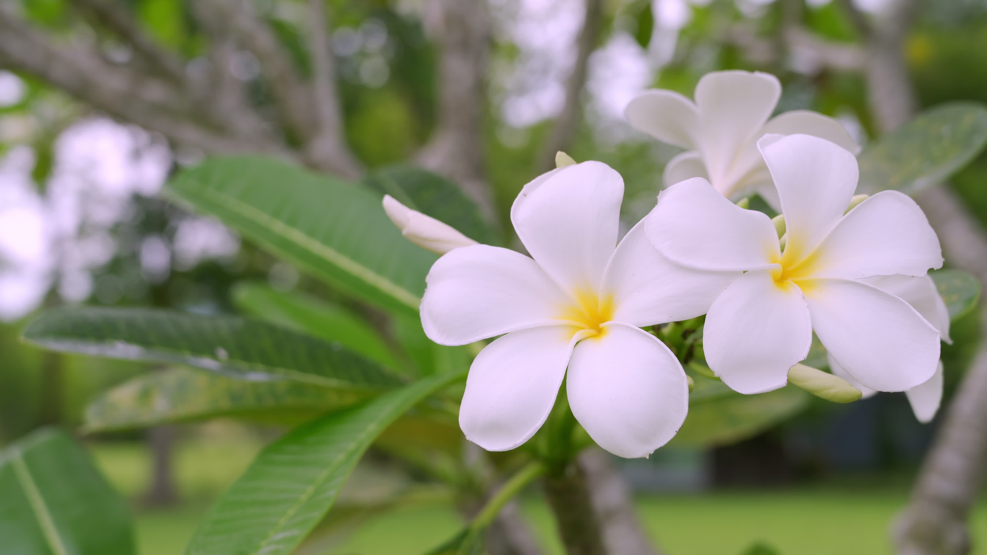 The beauty of white frangipani flowers are commonly grown in Thailand