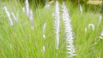 Beauty Fountain Grass or Pennisetum setaceum grass flowers flutter in the morning breeze, soft sunlight video