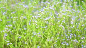 hermoso fondo, flores moradas revoloteando en el viento en el campo del sudeste asiático. delicadas flores pequeñas en el prado bajo la suave luz del sol del atardecer.hermoso concepto de naturaleza video