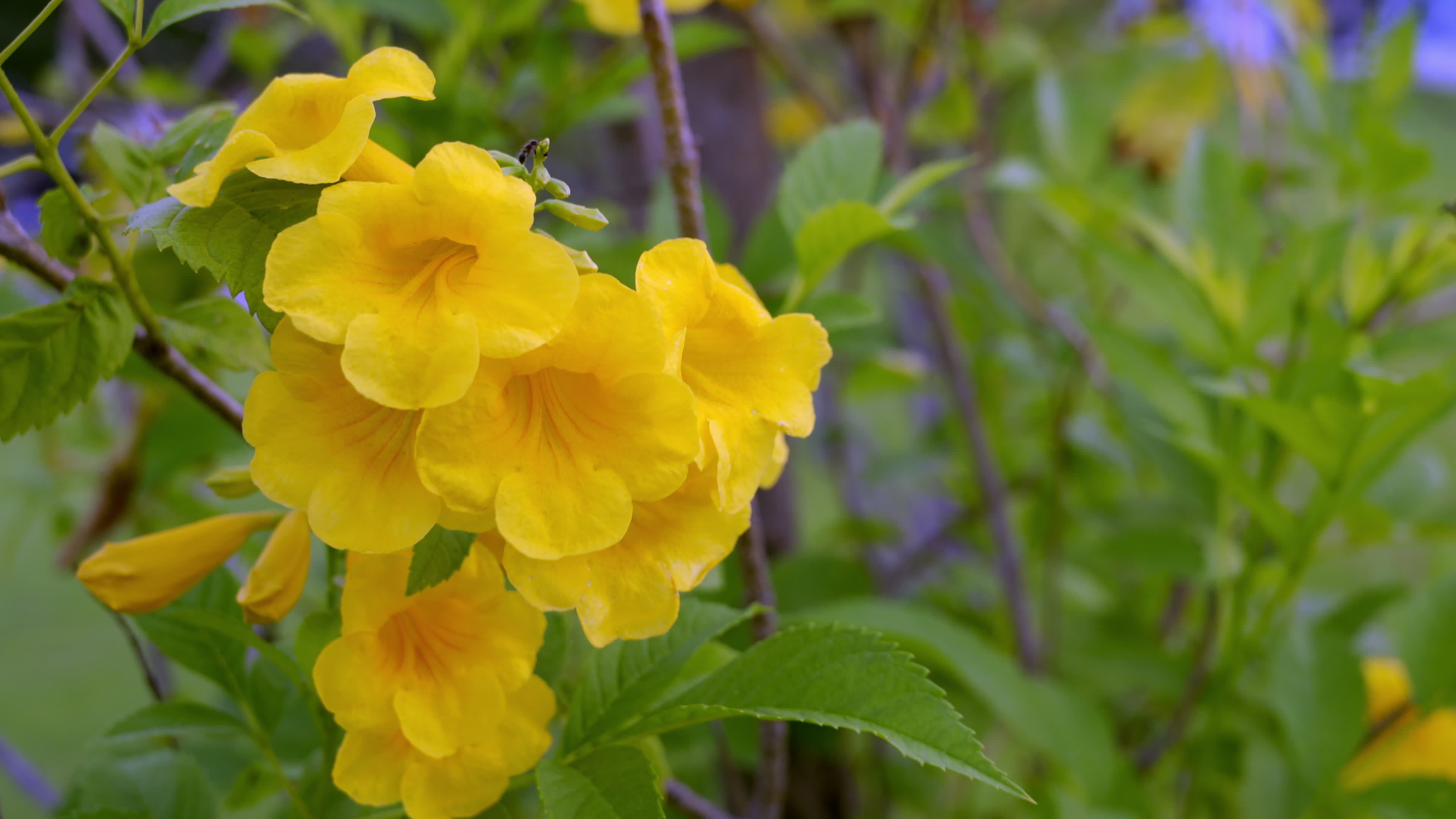 Yellow elder, Trumpetbush, Trumpetflower, Yellow trumpetflower, Yellow