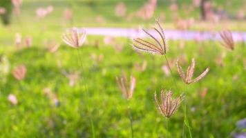 la belleza de las flores de hierba revoloteando en el viento natural video