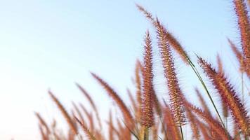 erba della fontana di bellezza o pennisetum setaceum cremisi, fiori d'erba che svolazzano nella brezza mattutina, luce solare morbida con sfondo cielo, popolare giardino all'aperto che pianta per la bellezza. video