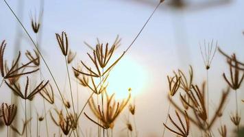 flor de hierba retroiluminada el sol de la mañana luz amarilla dorada video