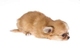 Funny puppy Chihuahua poses on a white background photo