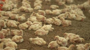 Mobility of chicks in chicken fattening farm. Chicks sleep and roam in the chicken farm. video