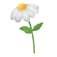 fleur de marguerite clipart png