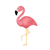 illustration aquarelle flamant rose png