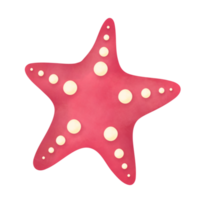 illustration aquarelle étoile de mer png