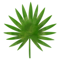 tropiska blad akvarell illustration png