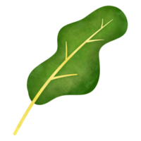 illustration aquarelle de feuilles tropicales png