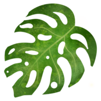 Tropical leaf watercolor illustration png