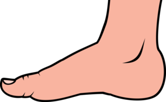 pie humano de pie ilustración png