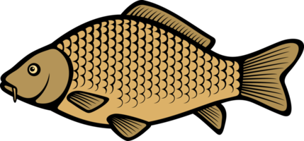 karp fisk png illustration