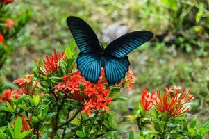 Big Tropical Butterfly photo