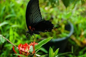 gran mariposa tropical foto