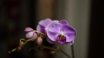 The purple buterfly liked flowers blooming in the room photo