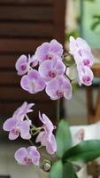 a la mariposa morada le gustaban las flores que florecían en la habitación foto