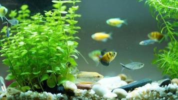 The lovely fishes swimming in the pool photo