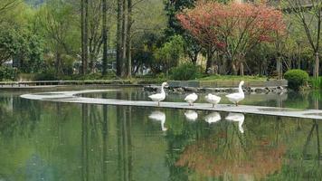 varios gansos jugando cerca del estanque en el parque foto