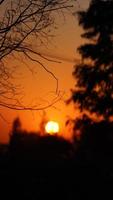 la hermosa vista del atardecer en el bosque con la cálida y colorida luz del sol foto