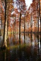 The beautiful forest view on the water in autumn photo