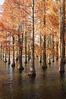 la hermosa vista del bosque sobre el agua en otoño foto
