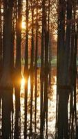 The beautiful forest view on the water in autumn photo