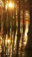 la hermosa vista del bosque sobre el agua en otoño foto