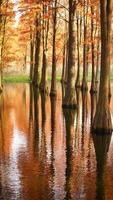 la hermosa vista del bosque sobre el agua en otoño foto