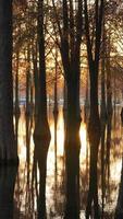 la hermosa vista del bosque sobre el agua en otoño foto