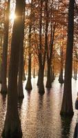 The beautiful forest view on the water in autumn photo