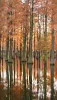 la hermosa vista del bosque sobre el agua en otoño foto