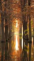 la hermosa vista del bosque sobre el agua en otoño foto