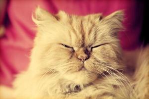 Cute Persian cat looking relaxed photo