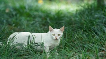 The cute cat with the round eyes and lovely face photo