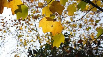 The beautiful autumn view with the colorful leaves on the trees photo