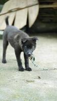 The cute little dogs view in the garden photo