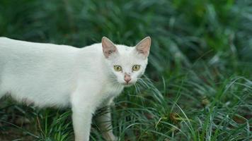 el lindo gato con los ojos redondos y la cara encantadora foto