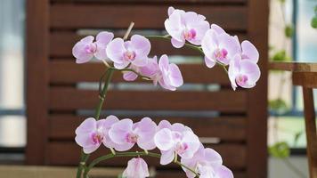 The purple buterfly liked flowers blooming in the room photo