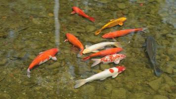 The lovely fishes swimming in the pool photo