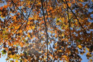 The beautiful autumn view with the colorful leaves on the trees photo