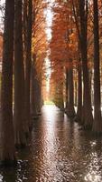 la hermosa vista del bosque sobre el agua en otoño foto