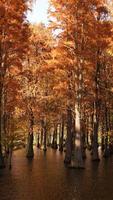 The beautiful forest view on the water in autumn photo