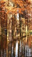 la hermosa vista del bosque sobre el agua en otoño foto