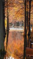 la hermosa vista del bosque sobre el agua en otoño foto