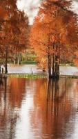 la hermosa vista del bosque sobre el agua en otoño foto