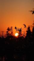 The beautiful sunset view in the forest with the warm and colorful sundown sunlight photo